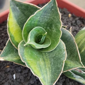 Sansevieria AO 77 variegated