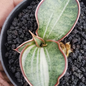 Puede incluir: Una pequeña planta suculenta en maceta con hojas abigarradas verdes y blancas bordeadas de rojo. La planta está en una maceta de plástico negro llena de tierra oscura y gruesa. Las hojas tienen forma de corazón.
