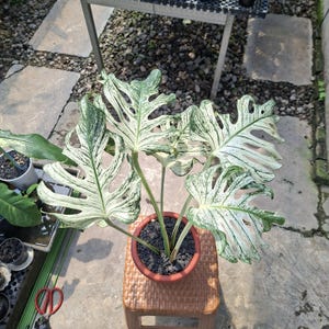 Könnte beinhalten: Eine Topf-Monstera-Pflanze mit großen, panaschierten Blättern in Grün und Weiß. Die Pflanze steht in einem Terrakotta-Topf, der mit dunkler Erde gefüllt ist. Der Topf steht auf einem kleinen, gewebten Hocker, mit einem Hintergrund aus Beton und Kies.