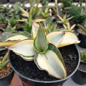Puede incluir: Una planta de serpiente en maceta con hojas anchas y abigarradas. Las hojas son principalmente blancas con bordes verdes y amarillos, y un fino borde rojo. La planta está en una maceta negra llena de tierra oscura.