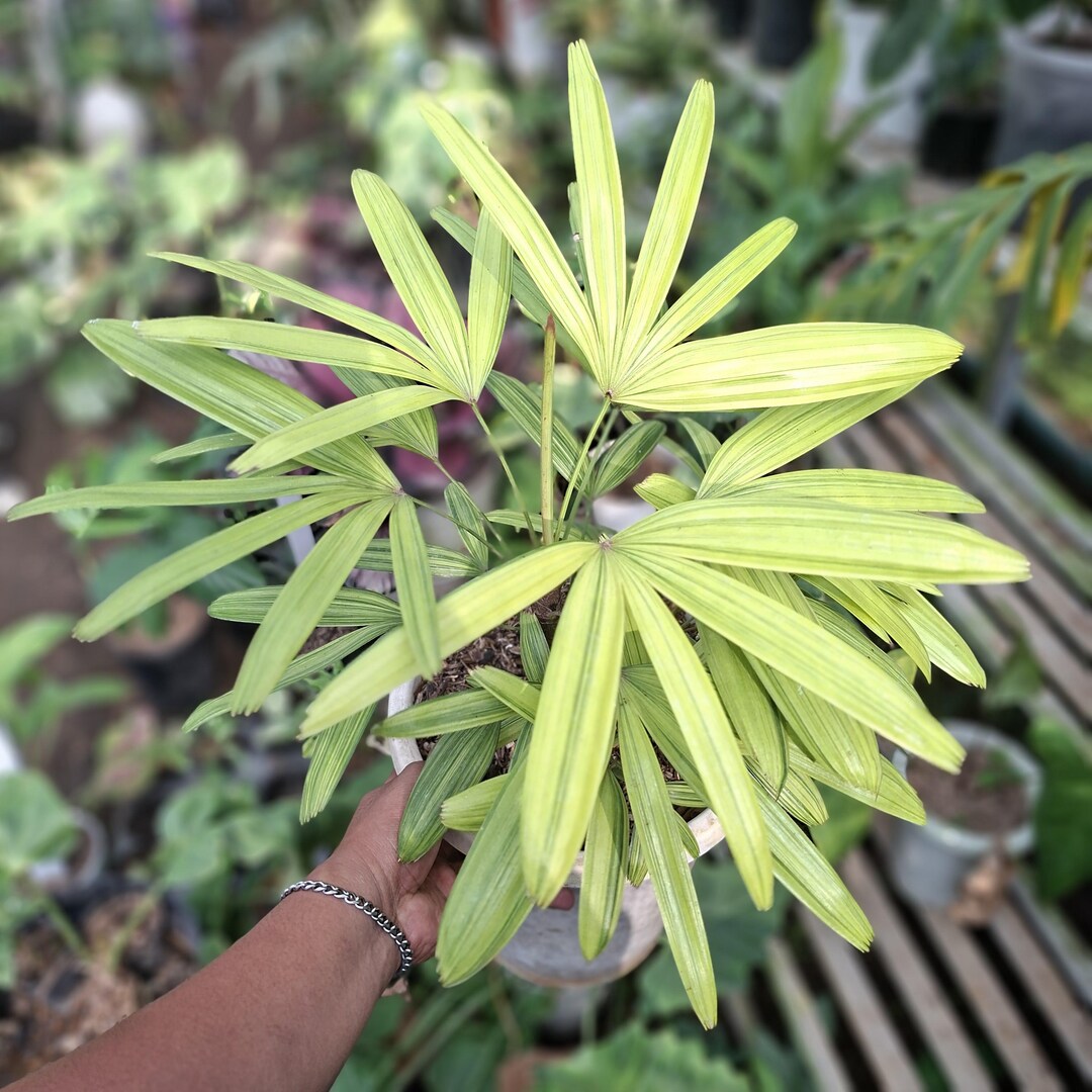 Real Picture Live Palem Waregu Rhapis Excelsa - Etsy