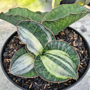 Puede incluir: Primer plano de una planta de Sansevieria en maceta, también conocida como planta de serpiente. Las hojas anchas y ovaladas presentan un patrón abigarrado de rayas verdes, blancas y crema. Los bordes de las hojas son de color rojizo. La planta está en una maceta negra.