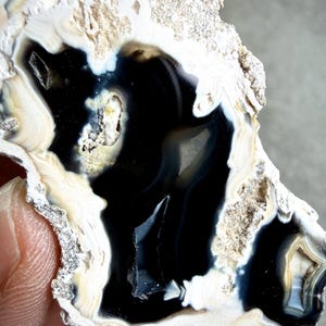 Florida Agatized Coral Fossil Specimen, Natural Agate Replacement, Druzy Quartz Cavities