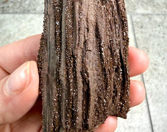 Gepermineraliseerde houtsoorten, aan jou de keuze: versteende schijven, natuurlijke fossielen