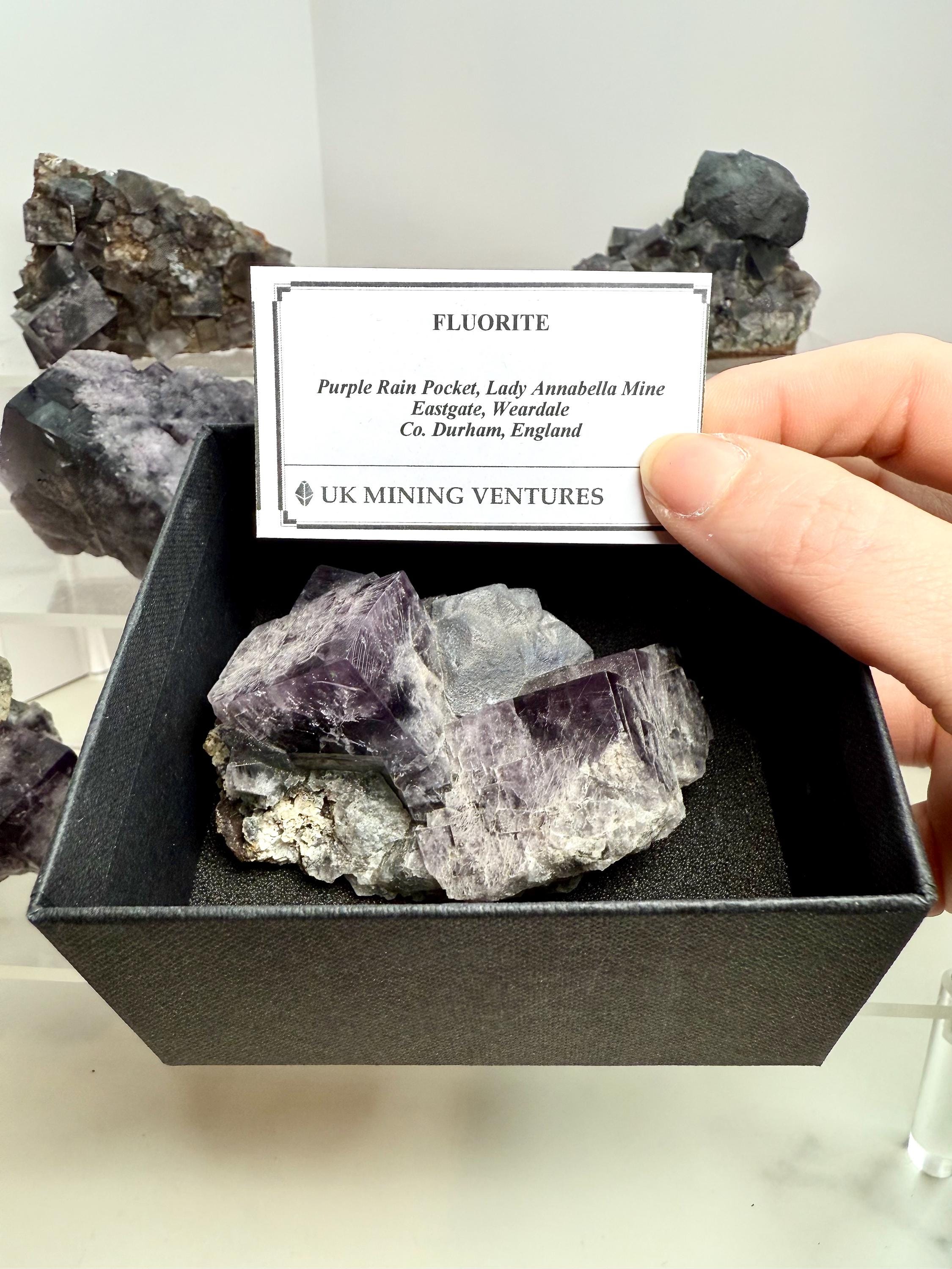 Lady Annabella Mine - Etsy