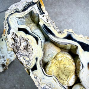 May include: A cross-section of a geode, showcasing layers of white, black, and yellow-toned agate. The interior reveals a cluster of rounded, yellow-hued formations. The outer edge has a rough, textured appearance, with a mix of colors.