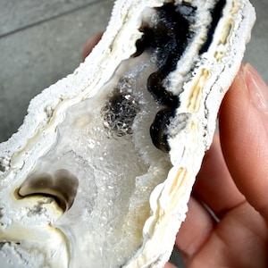 May include: A natural geode specimen with a rough, white exterior and a hollow interior. The interior features clear crystal formations, with black and brown mineral deposits. The geode is held by a hand.