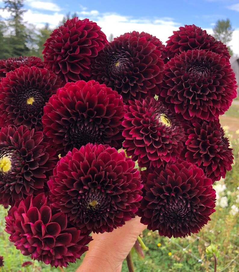 Burgundy Dahlia Seeds 100pcs Dark Red Flower Garden Seeds Etsy