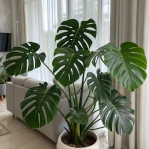 May include: A large Monstera deliciosa plant with broad, deep green, split leaves featuring natural perforations. The plant is potted in a round, textured white ceramic planter with a matte finish, positioned upright on a smooth floor surface.