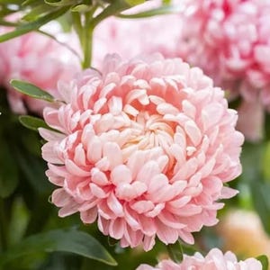 May include: A pale pink aster flower with numerous densely packed, overlapping petals forming a rounded, full bloom. The flower is supported by a green stem with several small, pointed green leaves visible around the base of the blossom.