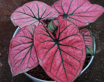 Bulbos de Caladium Pink Spring Fling – Plantas de follaje tropical (3)