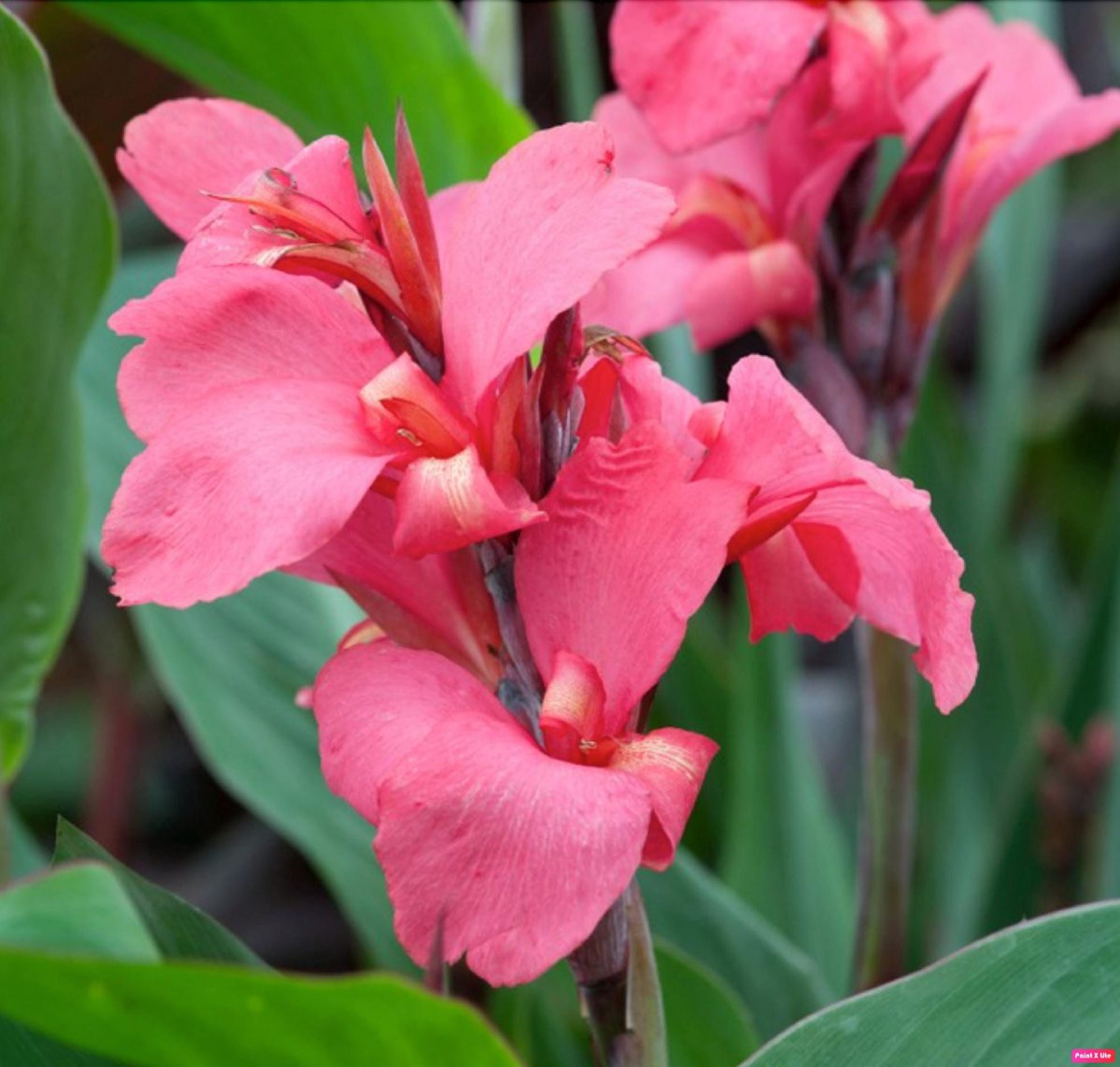 Dwarf canna plants - Etsy 日本
