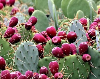Edible Red Fruit - 'Opuntia discata' Cactus Cutting - Grow Your