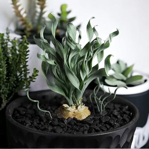 May include: A green, leafy plant with curled leaves in a black pot filled with black stones. The plant has a bulbous base and is surrounded by other potted plants in the background. The pot has a textured design.