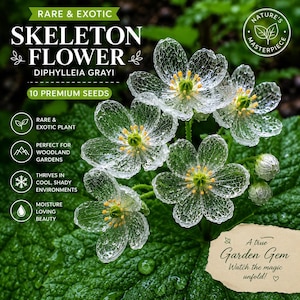 wild flower seeds Spring Into Summer Seasonal Wildflower Seed Mix