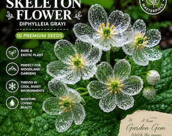 Graines de fleur squelette rares | Diphylleia Grayi | Plante à pétales transparents (10 graines)