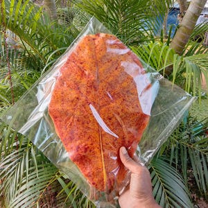May include: A large, dried leaf in a clear plastic bag, displaying a rich orange and red hue. The leaf's detailed veining is apparent. The leaf is held against a backdrop of green foliage, typical of a tropical environment.