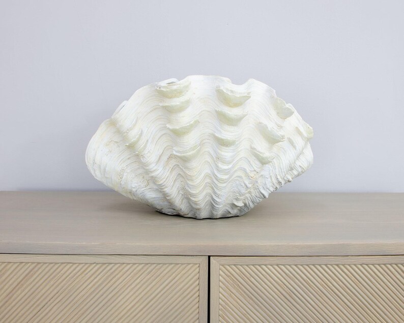 May include: A large, off-white giant clam shell featuring a deeply scalloped, wavy edge and a textured, ribbed exterior surface. The shell displays natural variations in its matte finish, with prominent ridges and deep, curved indentations.
