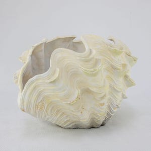 May include: A decorative bowl shaped like a giant clam shell with a textured, wavy exterior in shades of off-white, cream, and pale yellow. The object features a deep, open center with a smooth interior surface and a rugged, scalloped rim.