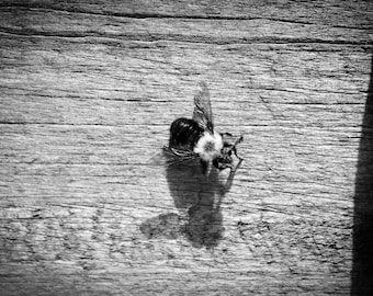 Black and White Bee Photography Print, Bumblebee Wall Art, Nature Macro Photo, Rustic Wood Texture, Digital Download