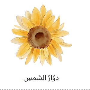 Puede incluir: Ilustración en acuarela de un girasol con pétalos amarillos y centro marrón sobre fondo blanco. El texto árabe "دوّار الشمس" se encuentra debajo de la flor.