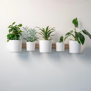 May include: A wall-mounted wooden rail holding five white cylindrical plant pots of varying sizes. Each pot contains a different green houseplant, including a leafy plant, a succulent, a spiky plant, and a small cactus, arranged in a row.
