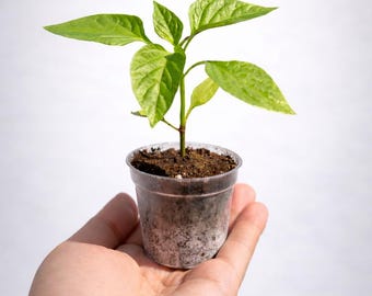 6-Pack Hot Pepper Selection - California Reaper, Jamaican Scotch Bonnet, Habanero, Jalapeño