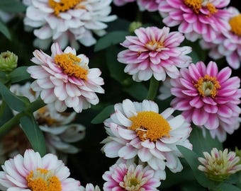 Ice Queen Zinnia Seeds, roze witte snijbloemzaden