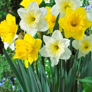 May include: A cluster of daffodils in full bloom, showcasing a mix of white and yellow petals with bright yellow centers. The flowers are surrounded by green foliage, creating a vibrant and natural scene. The image captures the beauty of spring.