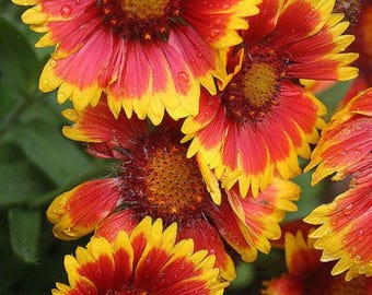 Deken Flower Seeds, pak van 9000, Gaillardia Aristata Wildflower