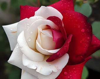Twin Red White Rose Seeds, pak van 97+, zeldzame geurige klimrozen