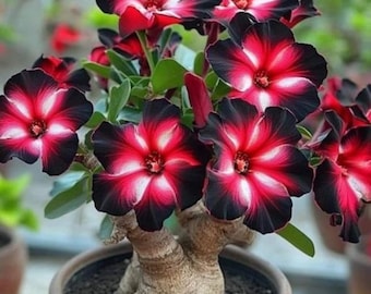 Desert Rose Seeds, verpakking van 4, adenium gemengd roze paars wit