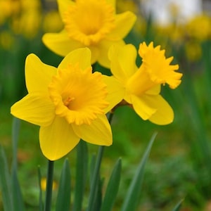 Bulbes de jonquilles narcisse pipit (15) - floraison printanière jaune