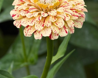 Pepermuntstokje Zinnia Seeds, verpakking van 4.000, gestreepte tuinbloemen