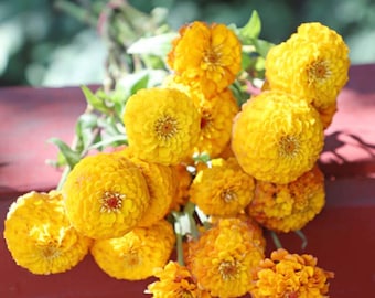 Kanarie Zinnia Seeds, 1000+ verpakking, gele snijbloementuinzaden