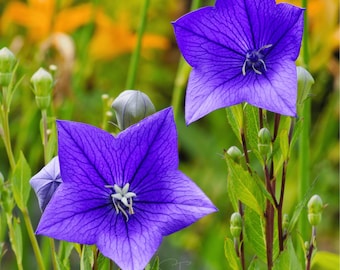 Blue Balloon Flower Seeds 200+, Campanula Bellflower