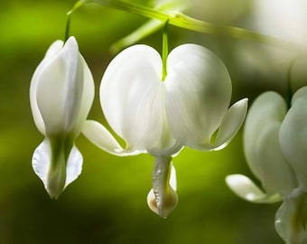 Mixed Bleeding Heart Seeds, 100 stuks, Dicentra Shade Flower Garden Seeds