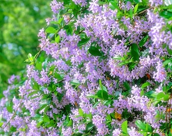 Climbing Jasmine Seeds, verpakking van 100+, geurige meerjarige wijnstokbloemzaden