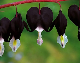 Black Bleeding Heart Seeds, verpakking van 25, zeldzame meerjarige schaduwbloemzaden