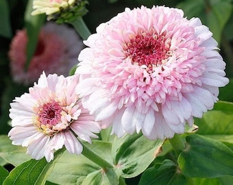 Zinderella Peach Zinnia Seeds, 50+ verpakking, erfstuk vlindertuinbloemen
