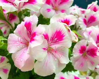 Giant geraniumzaden, verpakking van 25, meerjarige heirloom-bloemzaden
