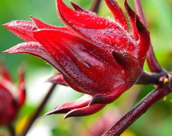 Red Roselle Seeds 100+, Hibiscus Sabdariffa GMO-vrij