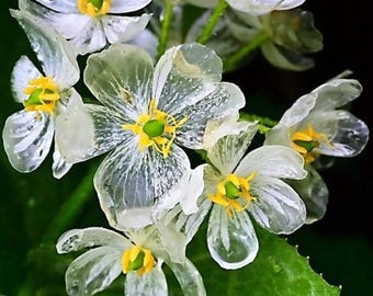 Skeleton Flower Seeds, verpakking van 100, Diphylleia Grayi transparante bloei