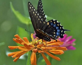 Gemengde Zinnia-bloemzaden, verpakking van 5 g, kleurrijke tuinbloeimix