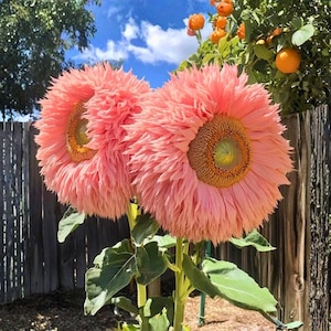 ピンクのテディベアヒマワリの種50粒 • ふわふわの八重咲き観賞用園芸植物