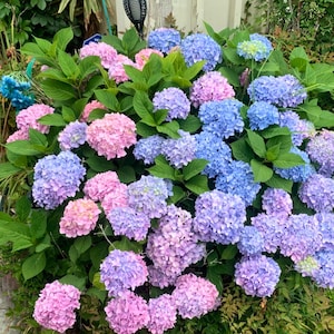 May include: A colourful display of hydrangea flowers in full bloom. The flowers are a mix of pink, purple, and blue hues. The blooms are set against a backdrop of green leaves, creating a vibrant and natural scene.