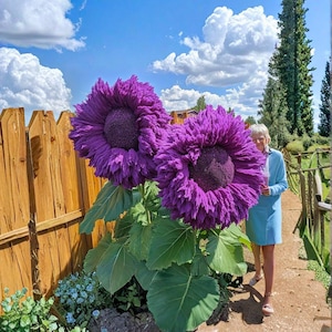 Girasole gigante "Orsetto di peluche", 50 semi, varietà viola, incantevoli fiori da giardino, confezione facile da coltivare