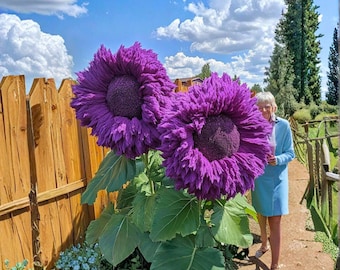 Giant Teddy Bear Sunflower 50 Seeds, Purple Variety, Enchanting Garden Flowers, Easy Grow Pack