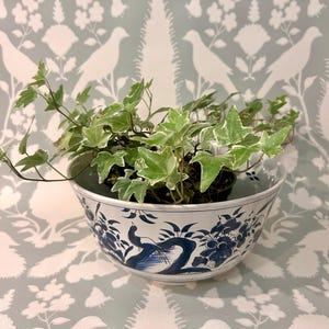 May include: A white ceramic bowl with a blue painted floral and bird pattern containing a variegated ivy plant with green leaves and white edges. The bowl has a wide, rounded shape and sits as a container for the small, leafy houseplant.
