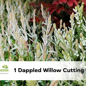 Dappled Willow Cutting | Salix integra 'Hakuro Nishiki' Variegated Foliage Plant